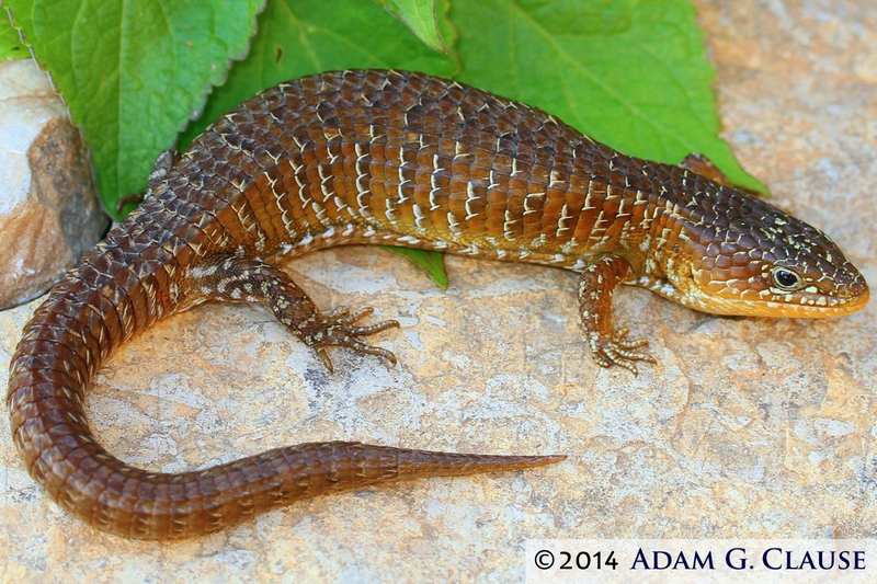 Image of Rain alligator lizard