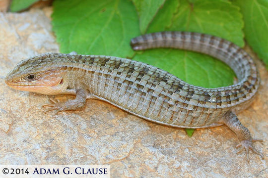 Image of Rain alligator lizard