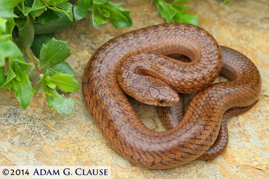 Image of Lined Tolucan Ground Snake