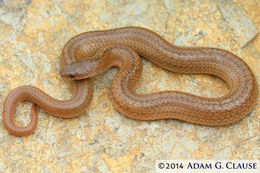 Image of Lined Tolucan Ground Snake