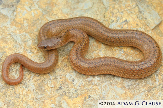 Image of Lined Tolucan Ground Snake