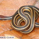 Image of Ribbon Graceful Brown Snake