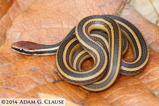 Image of Ribbon Graceful Brown Snake