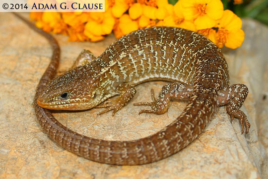 Image of Rain alligator lizard