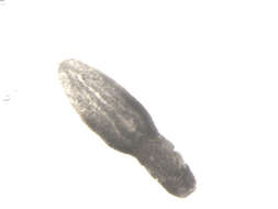 Image of Neodiplostomum