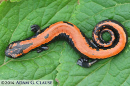 Image of Broadfoot Mushroomtongue Salamander
