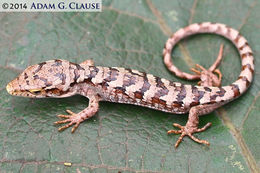 Image of Terrestrial Arboreal Alligator Lizard