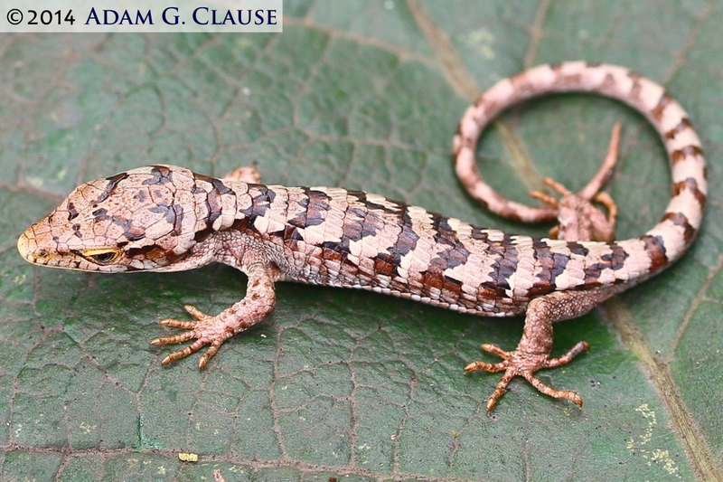 Image of Terrestrial Arboreal Alligator Lizard