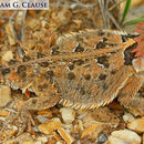 Image of Mexican Plateau horned lizard