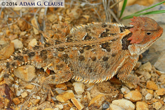 Image of Mexican Plateau horned lizard