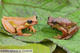 Imagem de <i>Plectrohyla arborescandens</i>