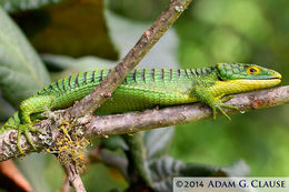 Image of Terrestrial Arboreal Alligator Lizard