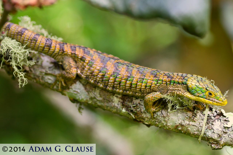 Image of Terrestrial Arboreal Alligator Lizard