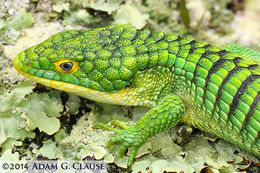 صورة Abronia graminea (Cope 1864)