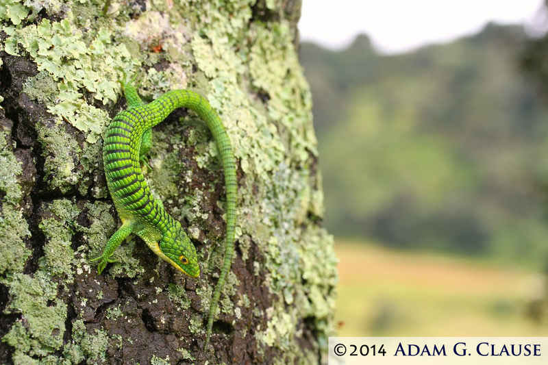 Image of Terrestrial Arboreal Alligator Lizard