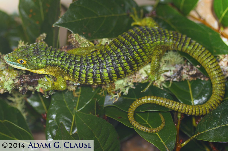 Image of Terrestrial Arboreal Alligator Lizard