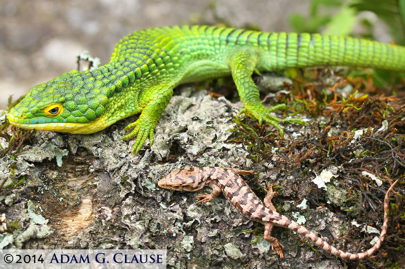 Image of Terrestrial Arboreal Alligator Lizard