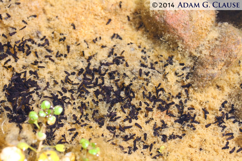 Image of Amargosa toad