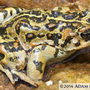 Image of Amargosa toad