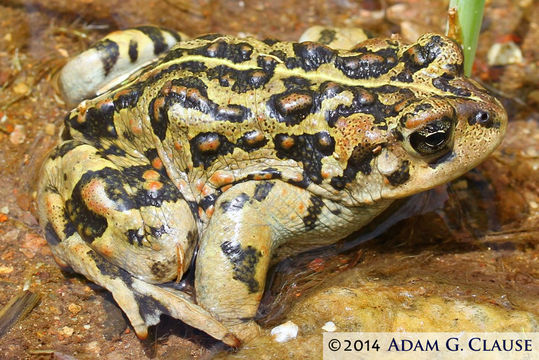 Image of Amargosa toad