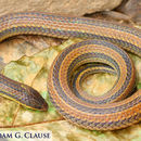 Image of Oaxacan Burrowing Snake