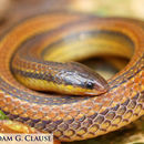 Image of Oaxacan Burrowing Snake