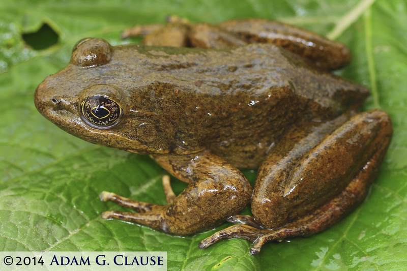 Imagem de Lithobates johni (Blair 1965)