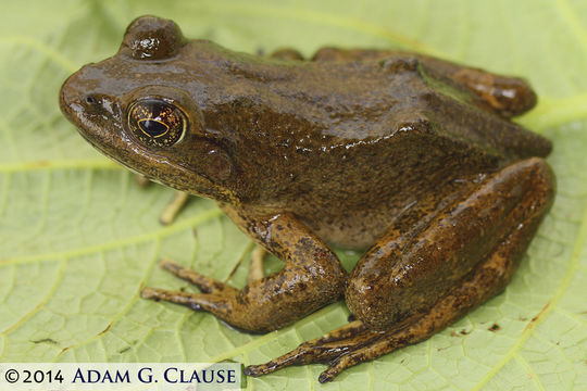 Image of Moore´s Frog