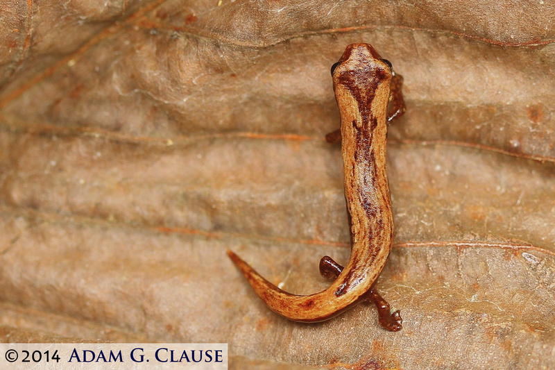 Image of Common Dwarf Salamander