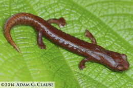 Image of Common Dwarf Salamander