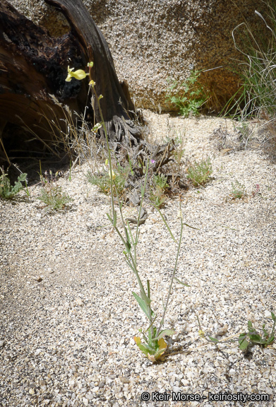 Image of Payson's wild cabbage