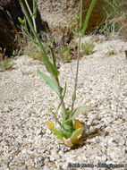 Image of Payson's wild cabbage