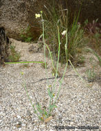 Image of Payson's wild cabbage