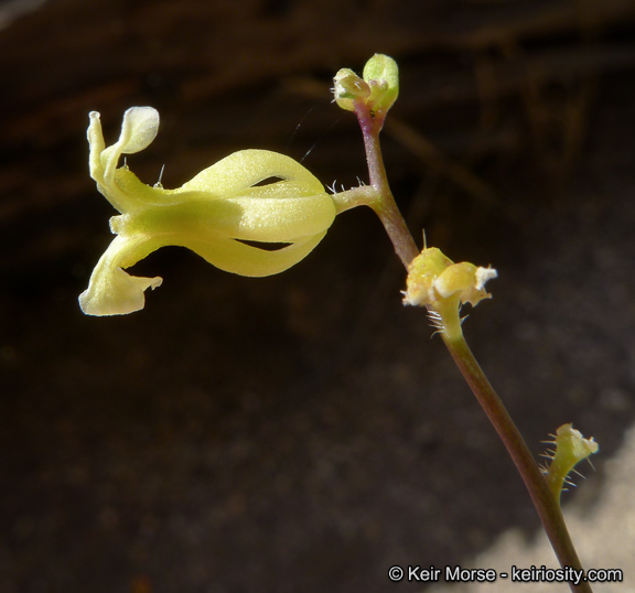 Image of Payson's wild cabbage