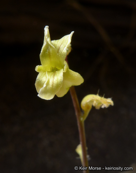 Image of Payson's wild cabbage