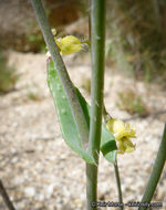 Image of Payson's wild cabbage