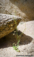 Image of Payson's wild cabbage