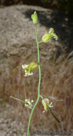 Image of Payson's wild cabbage