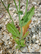 Image of Payson's wild cabbage