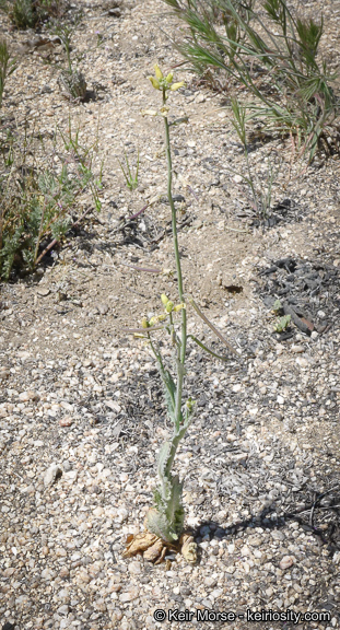 Image of Payson's wild cabbage