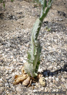 Image of Payson's wild cabbage