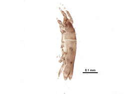 Image of Pterodectinae