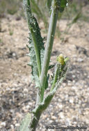 Image of Payson's wild cabbage