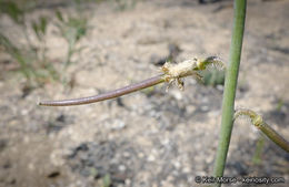 Image of Payson's wild cabbage