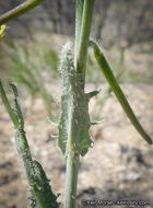 Image of Payson's wild cabbage