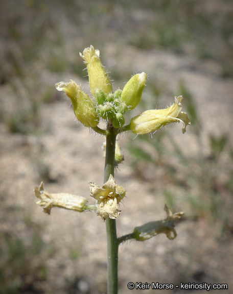 Image of Payson's wild cabbage