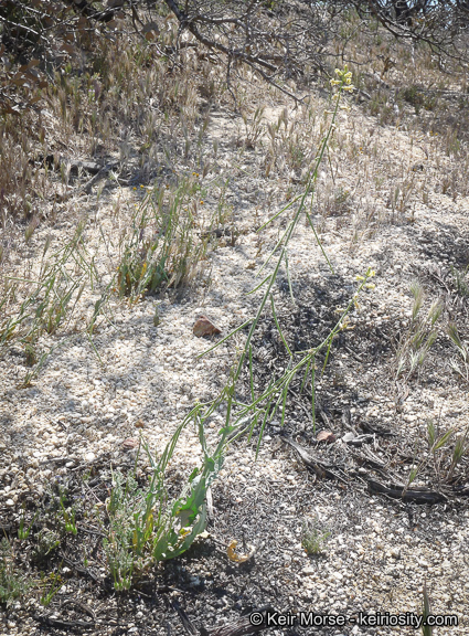 Image of Payson's wild cabbage