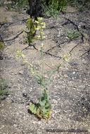 Image of Payson's wild cabbage