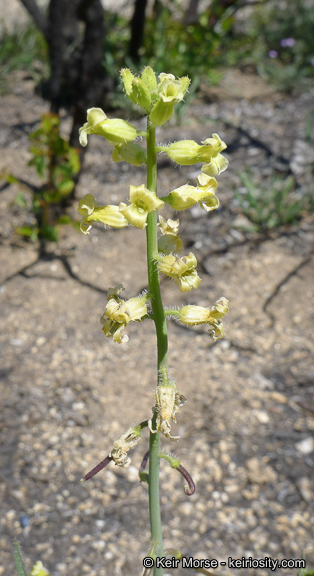 Image of Payson's wild cabbage