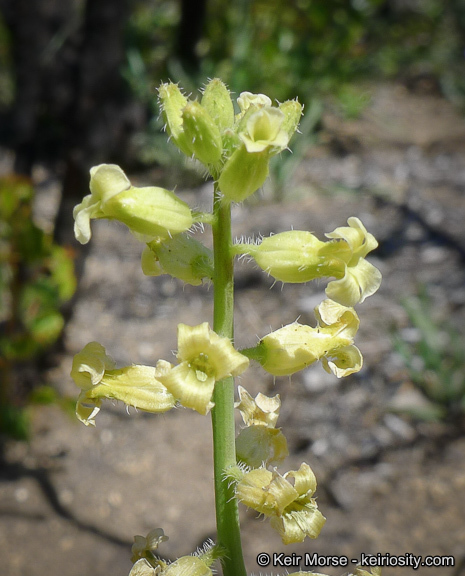 Image of Payson's wild cabbage